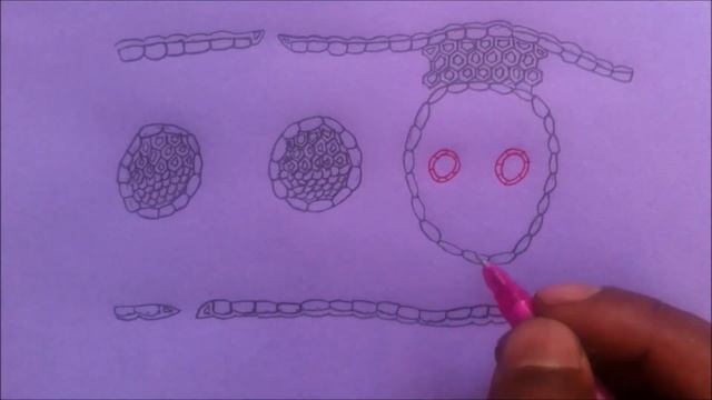 How to draw internal structure of #Monocot leaf || Isobilateral leaf || Anatomy || in details смотреть онлайн