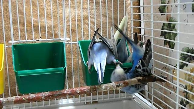 Сон в кормушках. Птенцы волнистого попугая. Sleep in a manger. Chicks budgerigar. смотреть онлайн