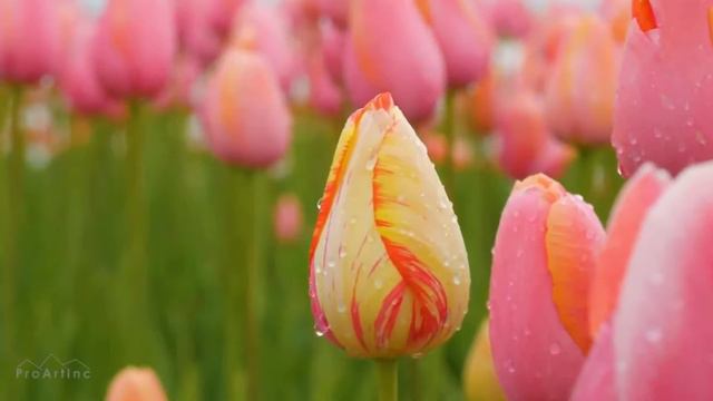 Ernesto Cortazar - It Was Love At First Sight смотреть онлайн