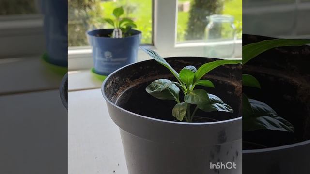 Якщо ви купили #гортензію в p9 горщику,що робити??? смотреть онлайн