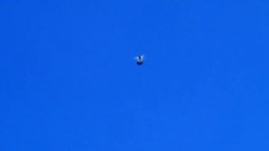 Голуби Касымова.  Местные летно-игровые голуби ( pigeons), 🕊 Худжанд , Таджикистан 2021г.