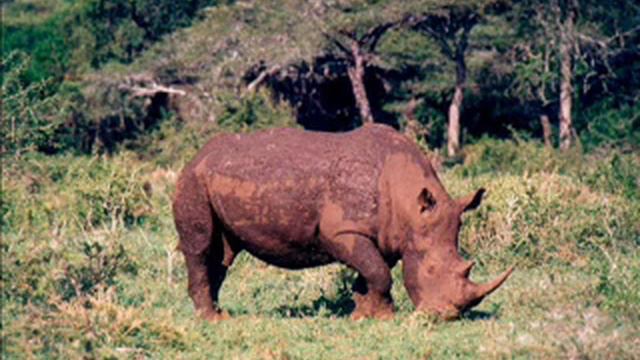 Африка смотреть онлайн