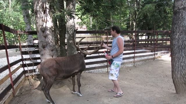 бедные хаски\на меня напали олени\жалко животных смотреть онлайн