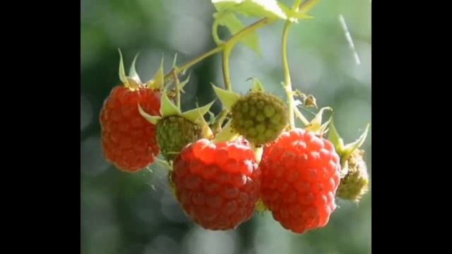 Хабиб - Ягода-малинка || Смешарики смотреть онлайн