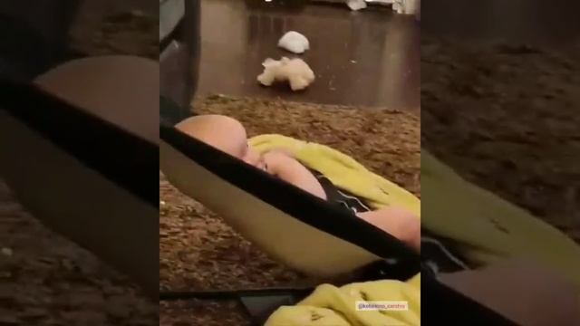 помощник смотреть онлайн