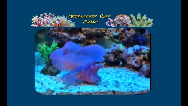 Rhinopias eschmeyeri www meerwasserriff forum de смотреть онлайн