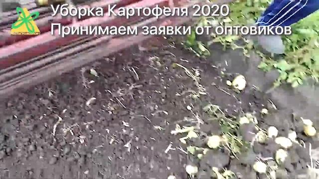 Уборка Картофеля 2020. Картофель оптом. Краснодар смотреть онлайн