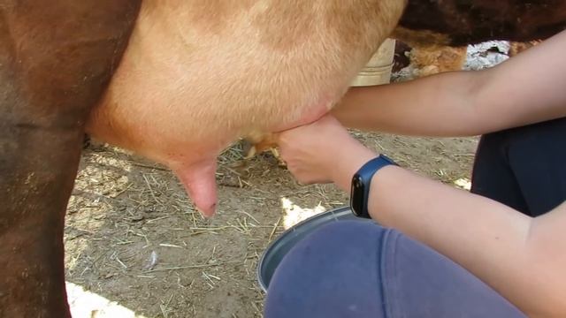 Доим корову РУКАМИ. смотреть онлайн