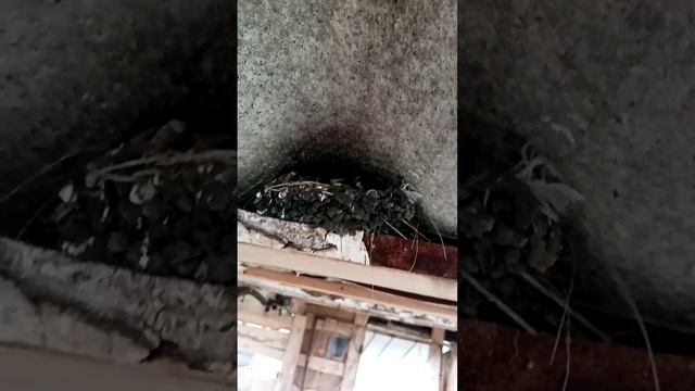 детёныши ласточек стесняются смотреть онлайн