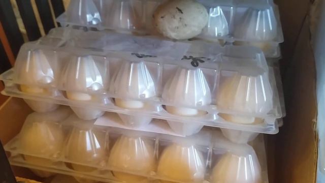 ЯЙЦО УТОК- ПИНГВИНОВ на инкубацию. ПРЕДЛАГАЕМ! смотреть онлайн