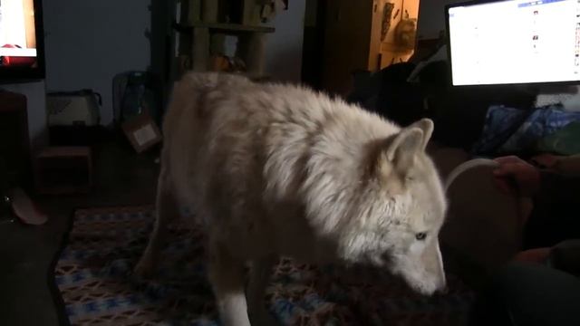 Wolfdog howls in the house. смотреть онлайн