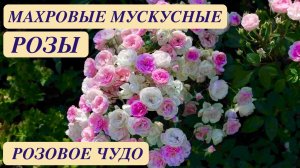 РОЗОВОЕ ЧУДО. МАХРОВЫЕ МУСКУСНЫЕ ГИБРИДЫ. Musky roses/Rose Garden. Beautiful roses. ДАЧНЫЙ КРЕАТИВ.