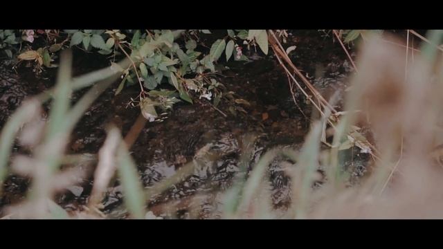 sony a6000 kit lens // cinematic video // the field 4K смотреть онлайн