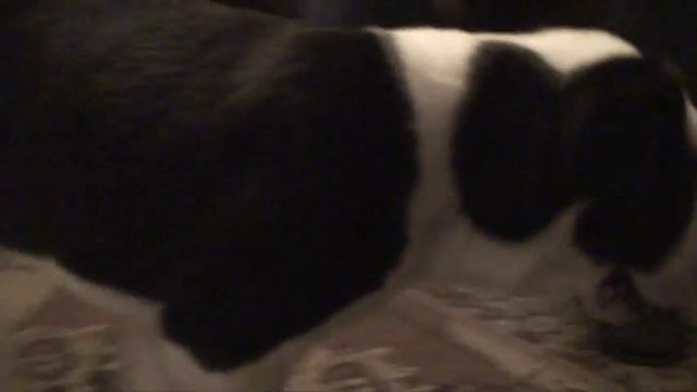 Поездка в питомник САО "Стражи" смотреть онлайн