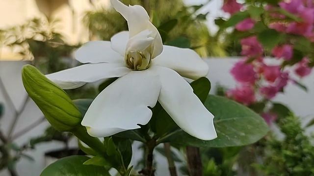 How to take care of Gardenia(Gandhraj) смотреть онлайн