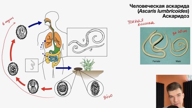 Жизненный цикл аскариды | Биология ЕГЭ смотреть онлайн
