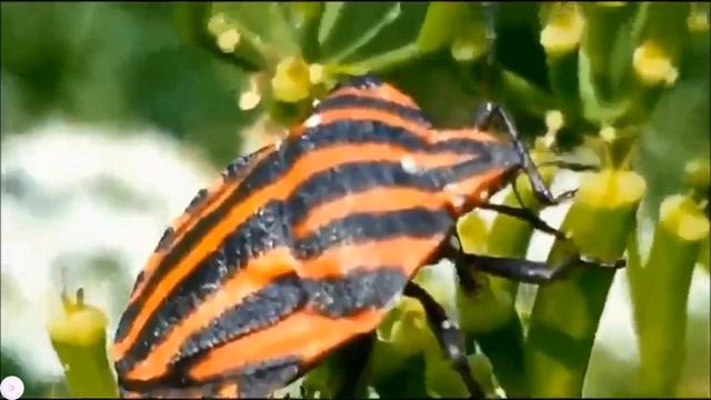 Щитник линейчатый в парке смотреть онлайн