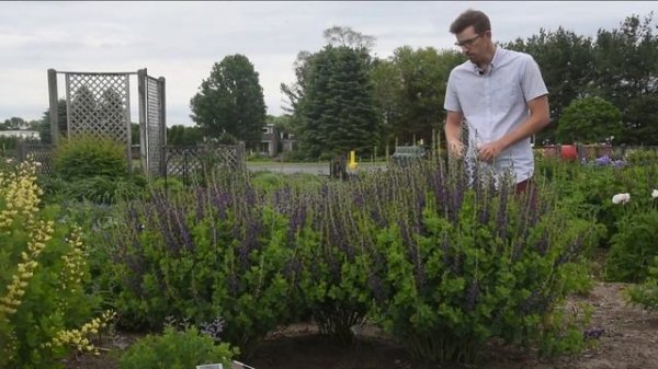 Baptisia Side By Side | Walters Gardens
