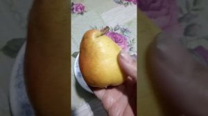 Сорт груши ,, Маргарита Марилья"...