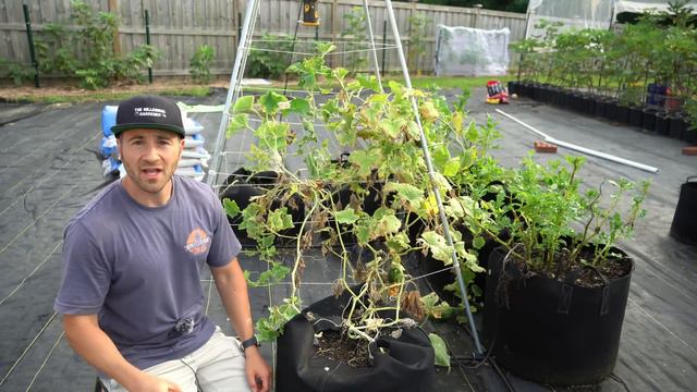 Your Cucumber Plants Will DIE Every Time You Make This Mistake! смотреть онлайн