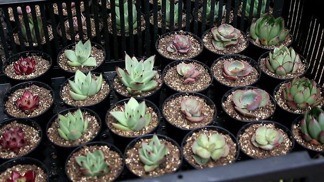 Suculentas IMPORTADAS