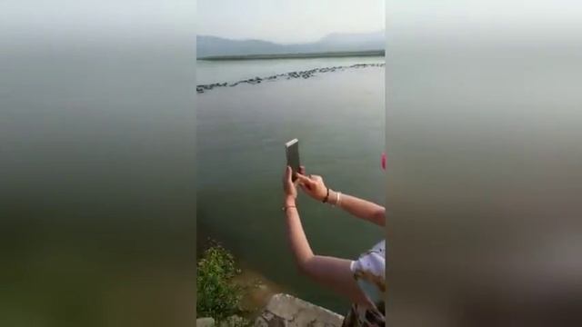 Стадо буйволов каждый день переплывают реку в Китае смотреть онлайн