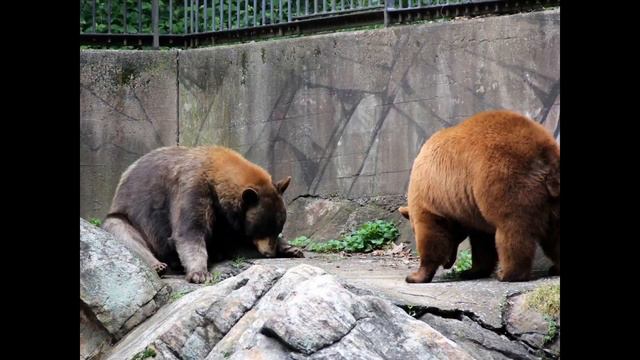 Медвежья гора. Bare Mountain на берегу реки Гудзон 1 часть смотреть онлайн