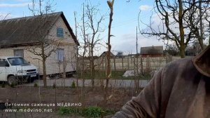 Груша Чингизитка описание сорта