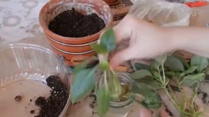 Посадка БАЛЬЗАМИНА (комнатного) после обрезки растения.