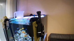 Система перелива для аквариума