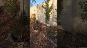 Нужно ли сажать на участке дуб?