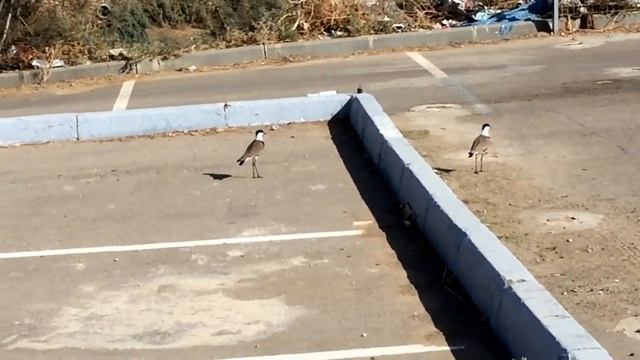 Шпорцевый чибис. Израиль. смотреть онлайн