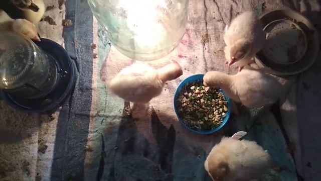 Чем кормить маленьких индюшат.//ОБЯЗАТЕЛЬНО!!! ПРОПАИВАЕМ ЙОДОМ!!!