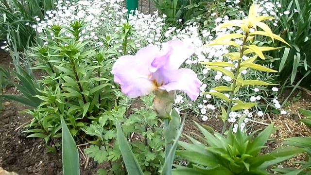 Обзор сада  Что цветет 25 мая