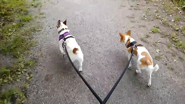 Murphy Walk with Snookie 2 смотреть онлайн