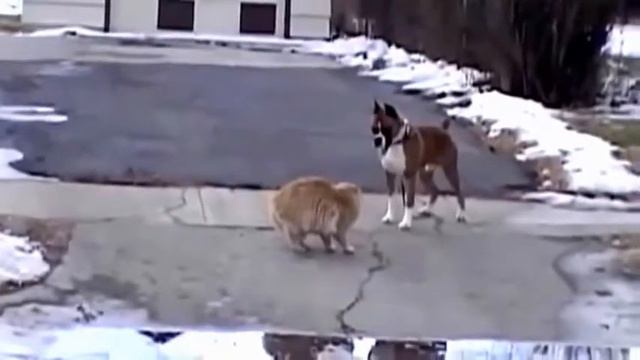 Смешные животные свежие приколы над животными funny video смотреть онлайн
