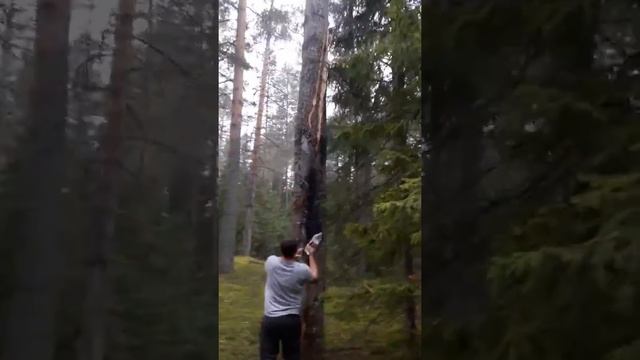 Как мы спасали лес от пожара. Молния подожгла дерево. смотреть онлайн