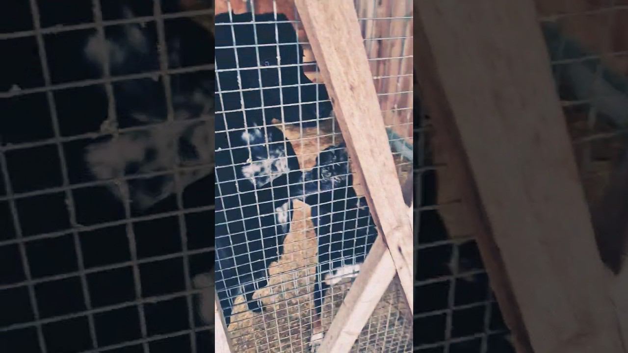 ▷Милые ездовые песики◁ смотреть онлайн