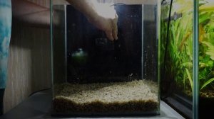 Запуск бюджетного аквариума для гуппи