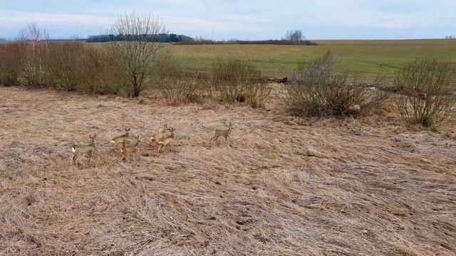 Преследуем косуль, добыли 7 штук )) смотреть онлайн