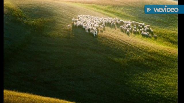 Пастух и стадо. смотреть онлайн