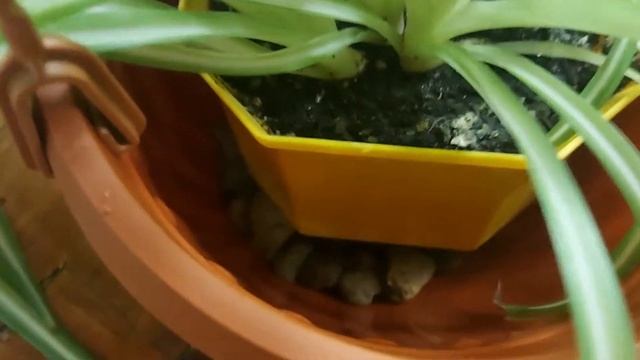 Горшки в которых растут мои хлорофитумы смотреть онлайн