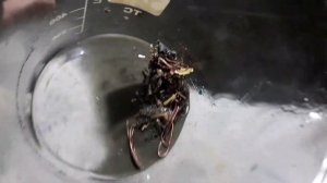 Как снять посеребрение без серной кислоты. Самый простой способ.