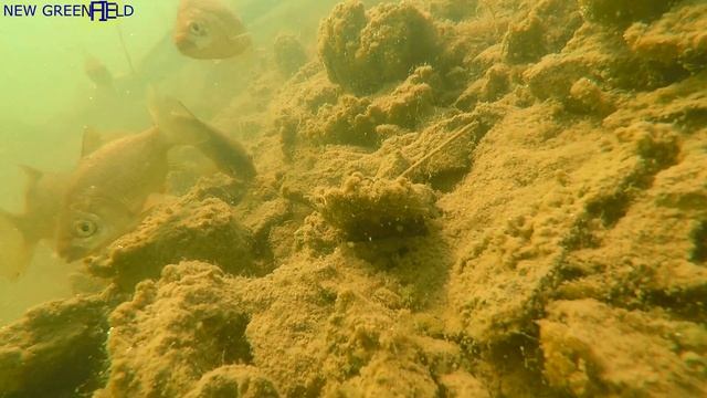 Озеро(затопленный карьер) "Фосфорита" Подводная сьемка. смотреть онлайн