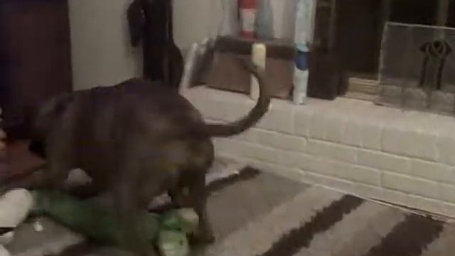 Balin playing with toy смотреть онлайн