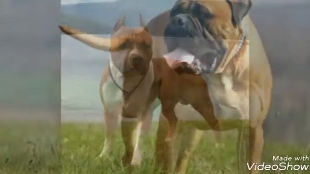 Топ 10 самых опасных и бойцовых породы собак смотреть онлайн