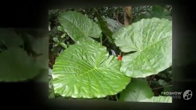 Цветы Алоказия (Alocasia flower) смотреть онлайн