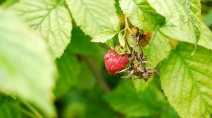 Как Вылечить Хлороз Малины ? Советы От Garden-zoo сад