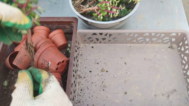 Лучший способ обработки новых растений от болезней и вредителей смотреть онлайн