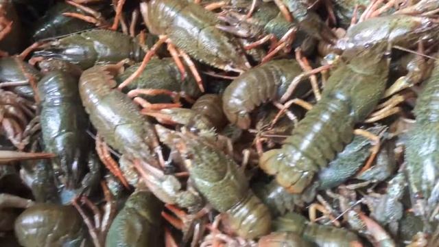 Раки на рынке смотреть онлайн